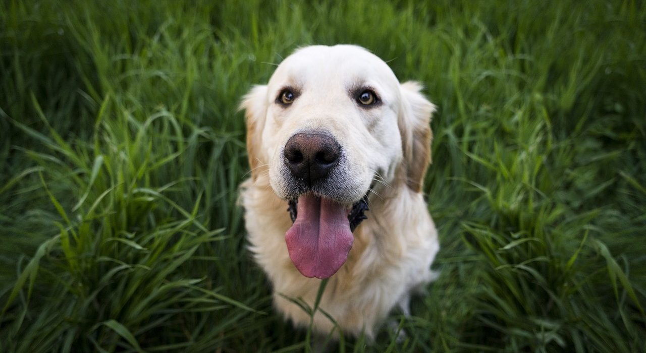 Cane con occhioni felici