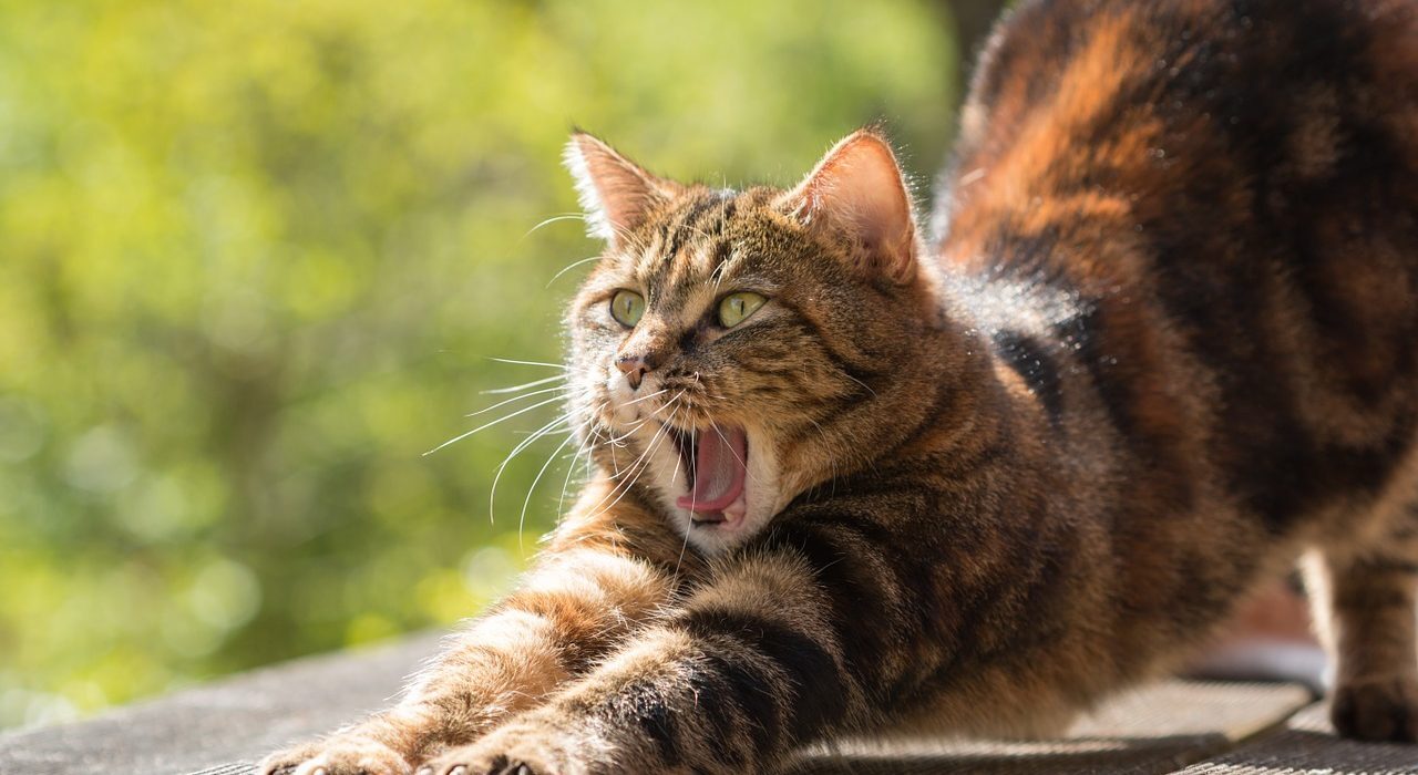 gatto al sole a sortoiano