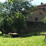 coppia-cani-giardino