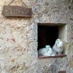 coppia canini_bianchi