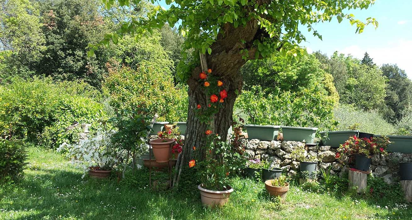 albero con fiori
